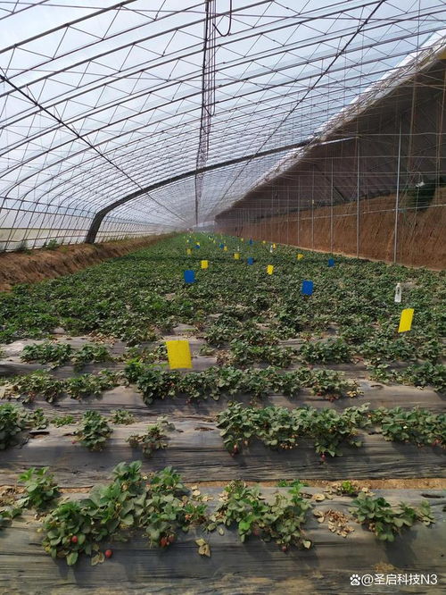 給大棚裝上“智慧腦” 物聯(lián)網(wǎng)助力農(nóng)戶智能管理農(nóng)業(yè)溫室