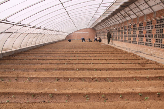 高效節(jié)能溫室黃瓜定植 大棚材料與配套設(shè)施的科學(xué)設(shè)計(jì)與選型指南